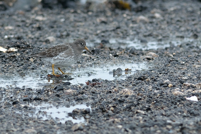 Paarse Strandloper